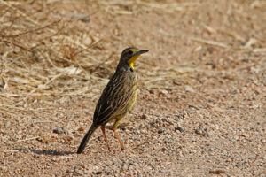 Yellow Throated Longclaw