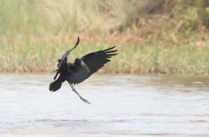 African Openbill