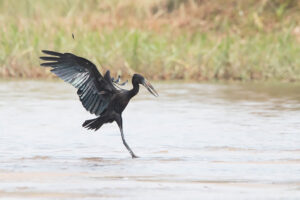 African Openbill