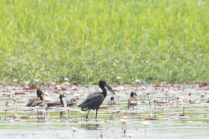 African Openbill