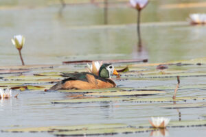 African Pygmy Geese