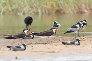 African Skimmer