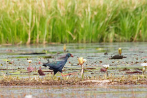 African Swamphen