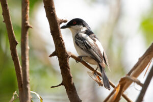 Black-backed Puffback