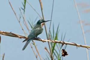 Blue-cheeked Bee-eater