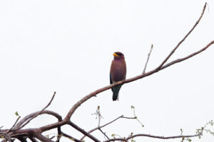 Broad billed Roller