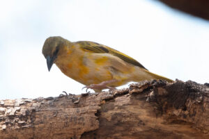 Brown throated Weaver