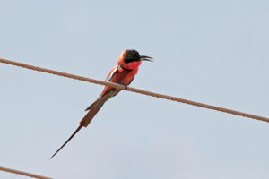 Carmine Bee eater