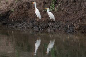 Cattle Egret