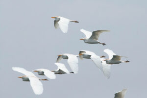 Cattle Egret