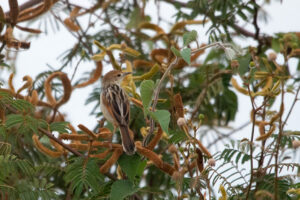 Chirping Cisticola