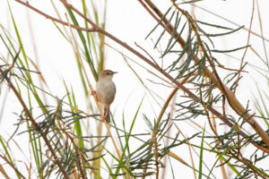 Chirping Cisticola