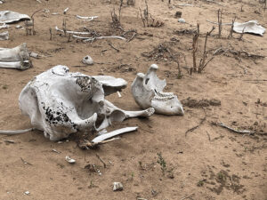 Chobe National Park