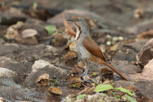 Collared Palm Thrush