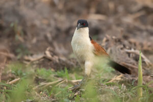 Coppery-tailed Coucal