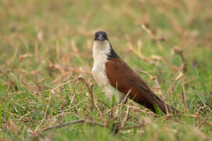 Coppery-tailed Coucal