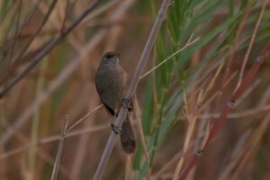 Great Swamp Warbler