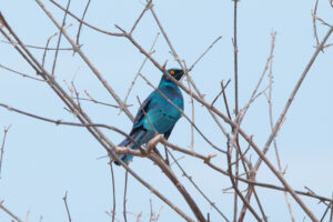 Greater Blue-eared Starling