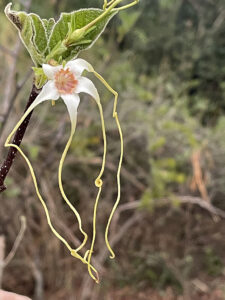 Kombe Tailflower