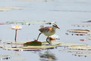 Lesser Jacana