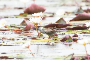 Lesser Moorhen