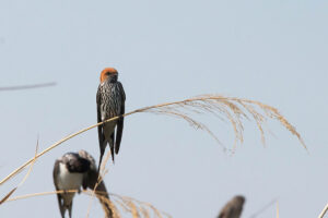 Lesser striped Swallow