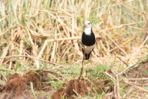 Long-toed Lapwing