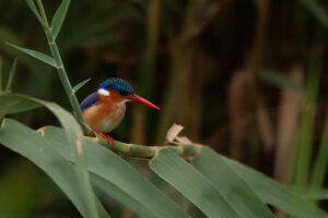 Malachite Kingfisher