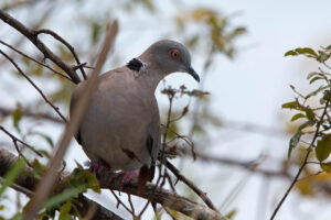 Mourning Collared Dove