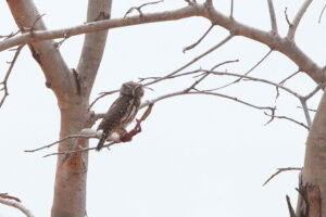 Pearl-spotted Owlet