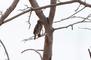 Pearl-spotted Owlet