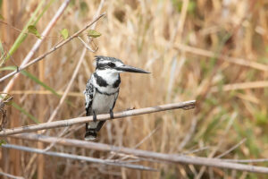 Pied Kingfisher