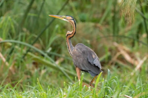 Purple Heron