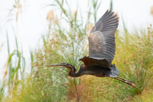 Purple Heron