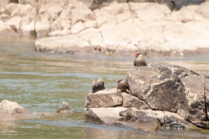 Rock Pratincole