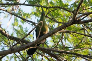 Schalow's Turaco