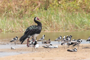 Spur-Winged Goose