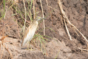 Squacco Heron