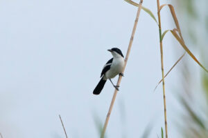 Swamp Boubou