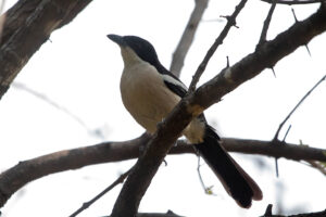 Tropical Boubou