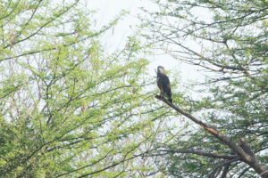 Western Banded Snake Eagle