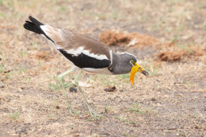 White-crowned Lapwing