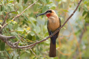 White-fronted Bee-eater