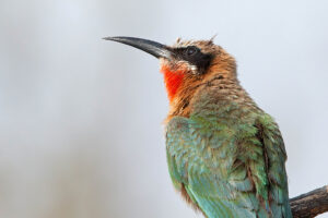 White fronted Bee-eater