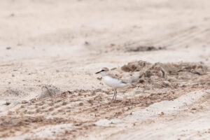 White fronted Plover