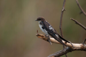 Wire-tailed Swallow