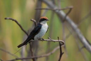 Wire-tailed Swallow