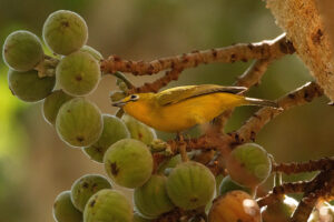 Yellow White-eye