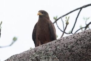 Yellow billed Kite