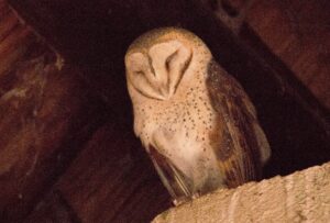 Barn Owl